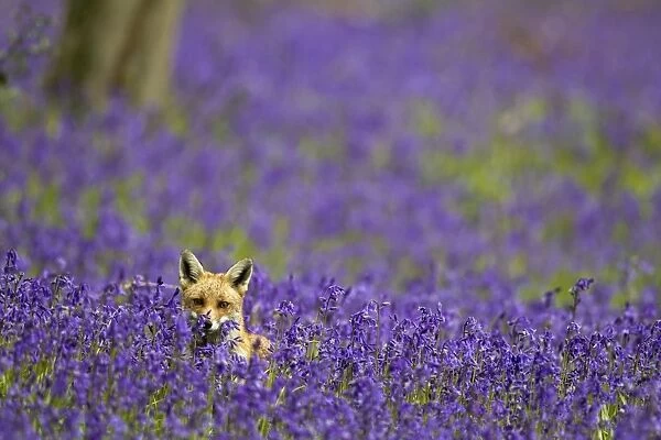 Red Fox - in Bluebells - controlled conditions 16095