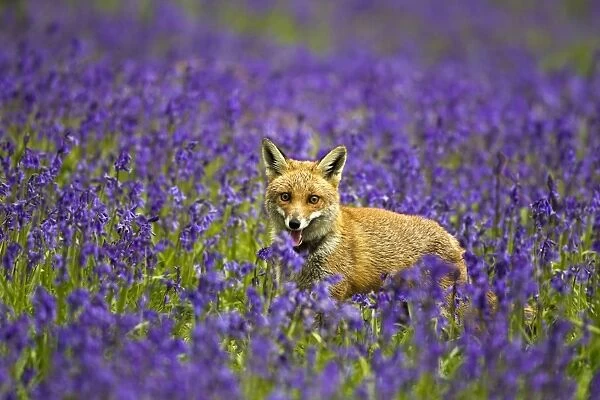 Red Fox - in Bluebells - controlled conditions 16103