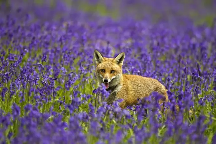 Framed Print : Red Fox - in Bluebells - controlled conditions 16103 Framed Print : Red Fox - in Bluebells - controlled conditions 16103