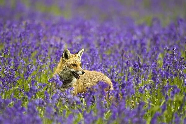 Red Fox - in Bluebells - controlled conditions 16104