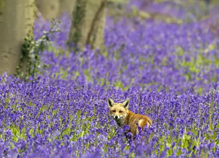 Framed Print : Red Fox - in Bluebells - controlled conditions 16109 Framed Print : Red Fox - in Bluebells - controlled conditions 16109