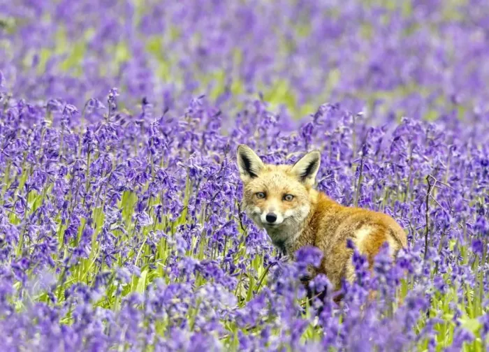 Framed Print : Red Fox - in Bluebells - controlled conditions 16109 Framed Print : Red Fox - in Bluebells - controlled conditions 16109