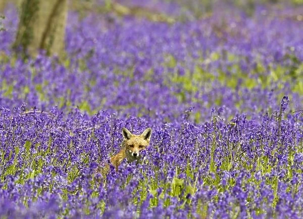 Red Fox - in Bluebells - controlled conditions 16110
