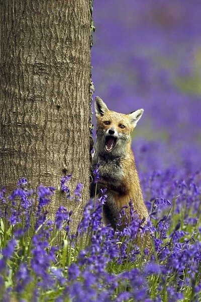 Red Fox - in Bluebells - controlled conditions 16117
