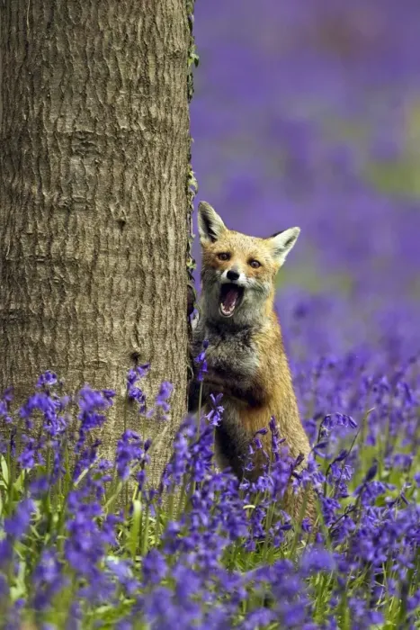 Framed Print : Red Fox - in Bluebells - controlled conditions 16117 Framed Print : Red Fox - in Bluebells - controlled conditions 16117