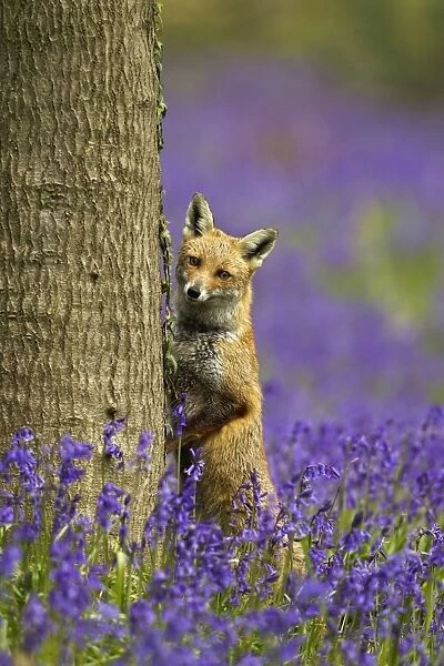 Red Fox - in Bluebells - controlled conditions 16121