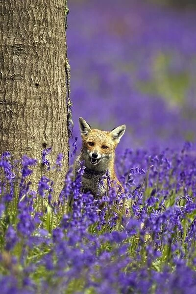 Red Fox - in Bluebells - controlled conditions 16122