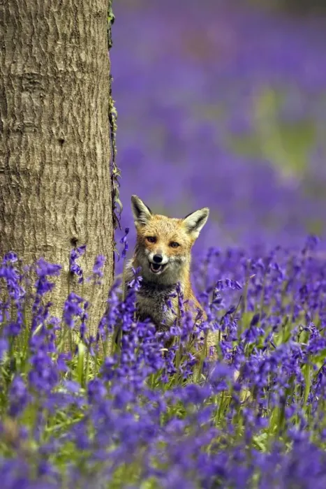 Framed Print : Red Fox - in Bluebells - controlled conditions 16122 Framed Print : Red Fox - in Bluebells - controlled conditions 16122