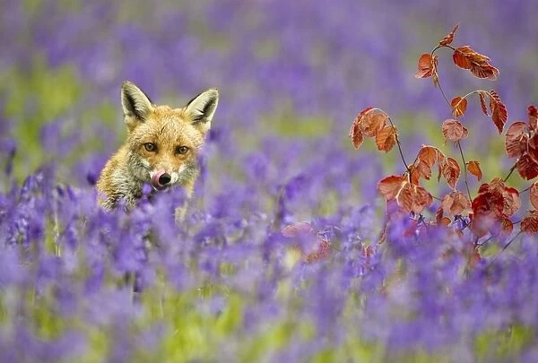 Red Fox - in Bluebells - controlled conditions 16135