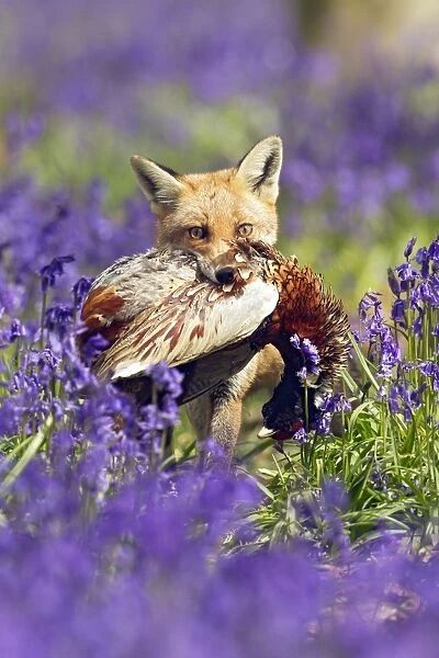 Red Fox - in Bluebells with Pheasant - controlled conditions 16059