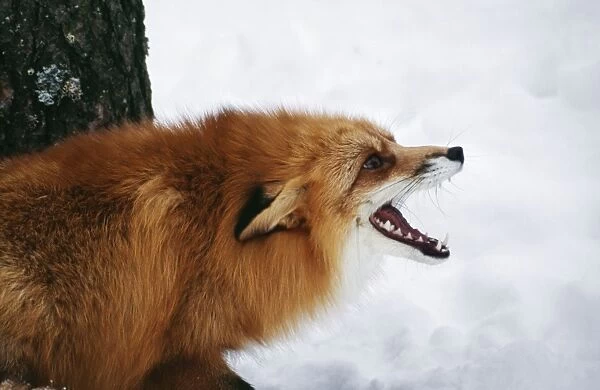 Red Fox - calling in snow