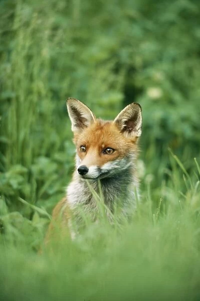 Red Fox CK 3188 Vulpes vulpes © Chris Knights  /  ARDEA LONDON