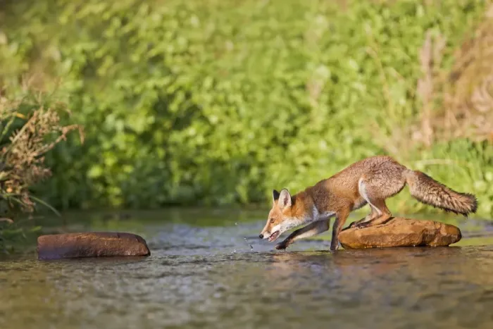 Framed Print : Red Fox - crossing stream - controlled conditions 14685 Framed Print : Red Fox - crossing stream - controlled conditions 14685