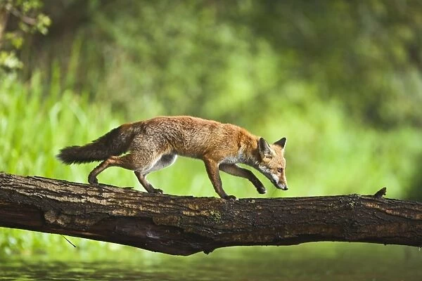 Red Fox - crossing stream on log - controlled conditions 14754