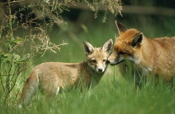 Red Fox - & cub