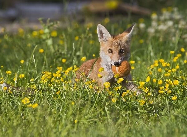 Red Fox - cub with ball in garden - controlled conditions 14899