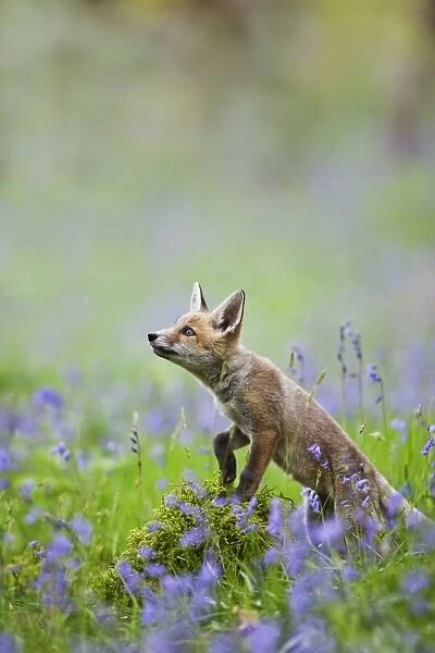 Red Fox - cub in bluebell woodland - controlled conditions 12796