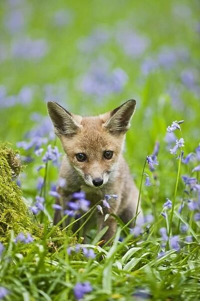 Red Fox - cub in bluebell woodland - controlled conditions 12797