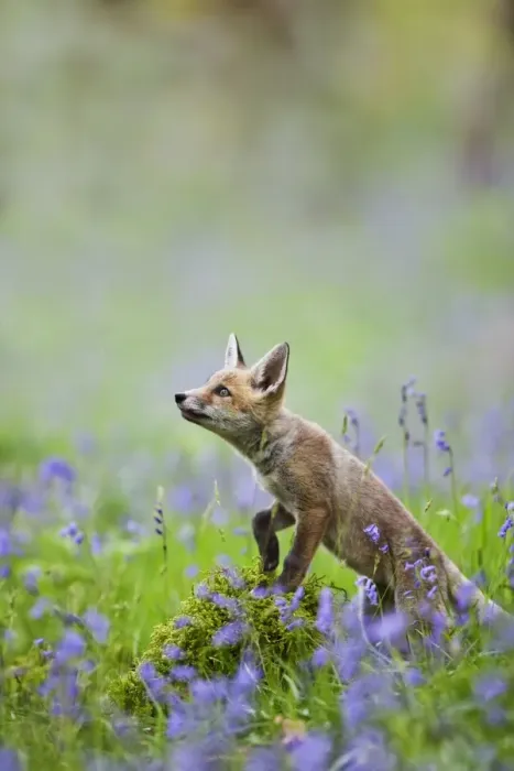 Framed Print : Red Fox - cub in bluebell woodland - controlled conditions 12796 Framed Print : Red Fox - cub in bluebell woodland - controlled conditions 12796