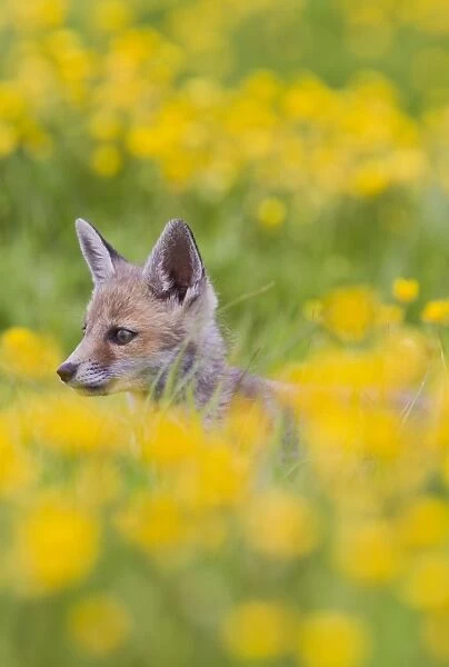 Red Fox - cub in buttercup meadow - controlled conditions 12742
