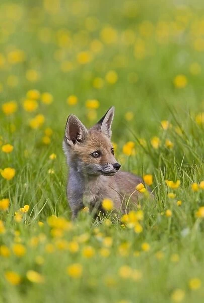 Red Fox - cub in buttercup meadow - controlled conditions 12760