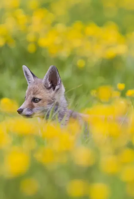 Framed Print : Red Fox - cub in buttercup meadow - controlled conditions 12742 Framed Print : Red Fox - cub in buttercup meadow - controlled conditions 12742