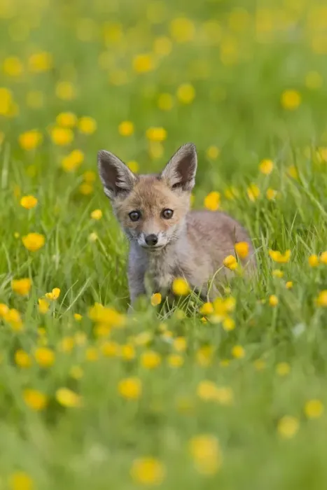 Framed Print : Red Fox - cub in buttercup meadow - controlled conditions 12761 Framed Print : Red Fox - cub in buttercup meadow - controlled conditions 12761
