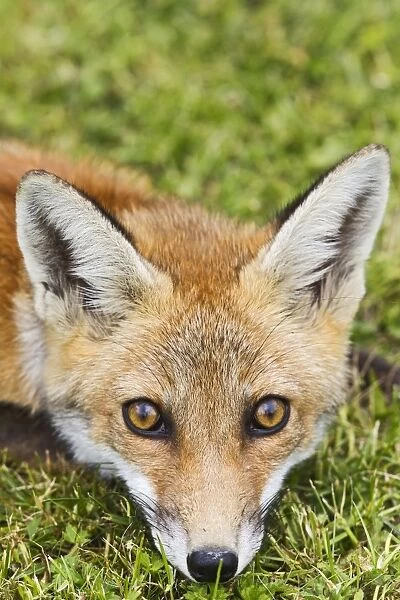 Red Fox - cub close up in meadow - controlled conditions 14803