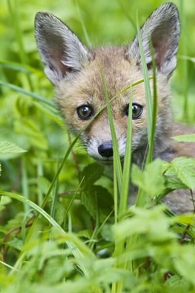 Red Fox - cub in cover - close up - controlled conditions 12654