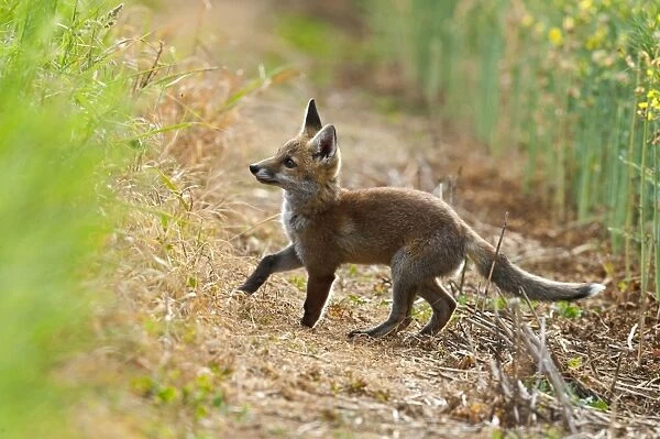Red Fox - cub at edge of field - controlled conditions 13265