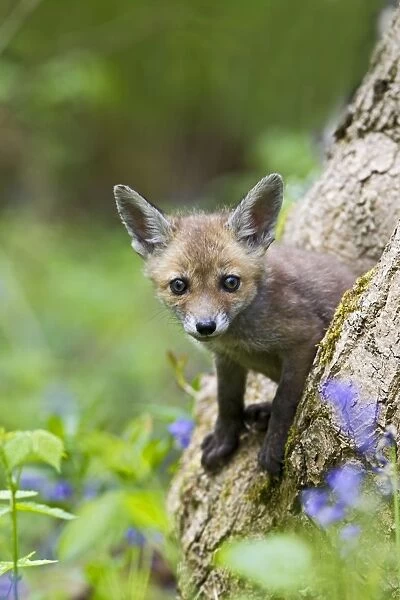 Red Fox - cub emerging from hole in tree - controlled conditions 12678