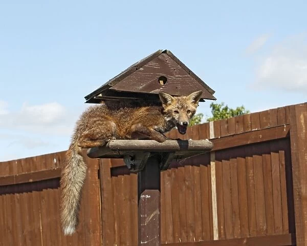 Red Fox - cub feeding from bird table - Bedfordshire UK 10855