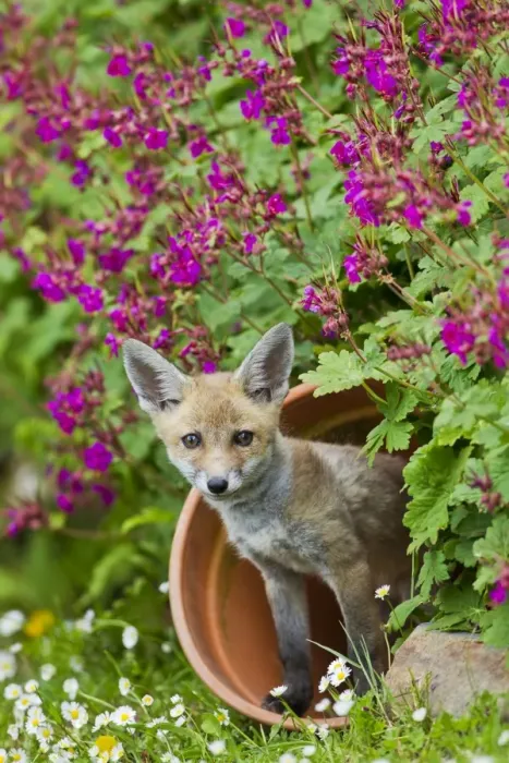 Framed Print : Red Fox - cub in flower pot - controlled conditions 12843 Framed Print : Red Fox - cub in flower pot - controlled conditions 12843