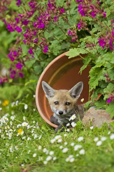 Framed Print : Red Fox - cub in flower pot - controlled conditions 128549 Framed Print : Red Fox - cub in flower pot - controlled conditions 128549