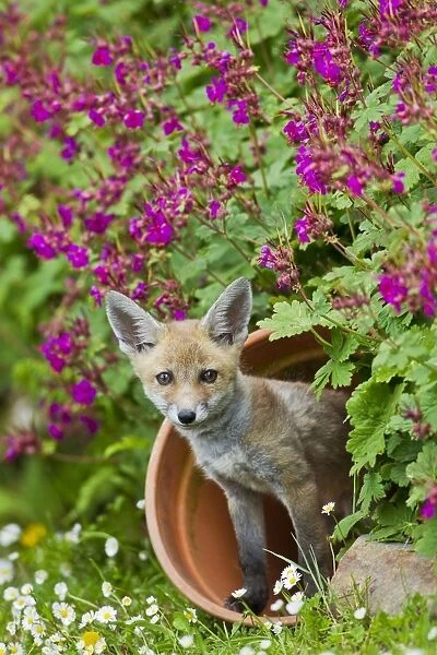 Red Fox - cub in flower pot - controlled conditions 12843