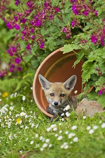 Red Fox - cub in flower pot - controlled conditions 128549