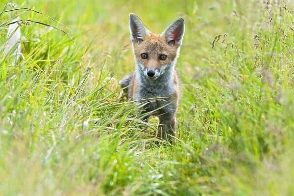 Red Fox - cub in hayfield - controlled conditions 13269