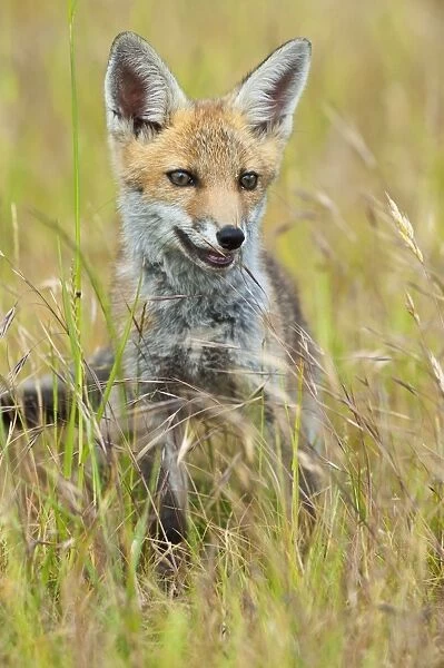 Red Fox - cub in hayfield - controlled conditions 13279