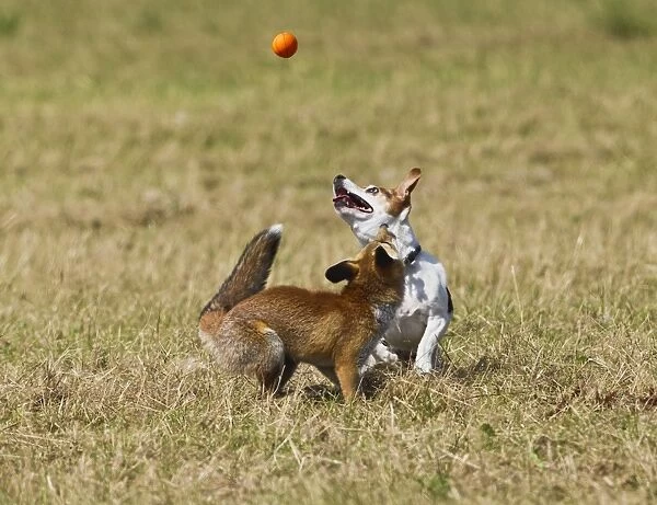 Red Fox - cub and Jack Russell playing with ball - controlled conditions 14287