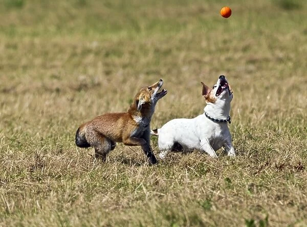 Red Fox - cub and Jack Russell playing with ball - controlled conditions 14285