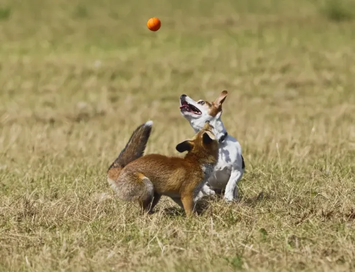 Framed Print : Red Fox - cub and Jack Russell playing with ball - controlled conditions 14287 Framed Print : Red Fox - cub and Jack Russell playing with ball - controlled conditions 14287