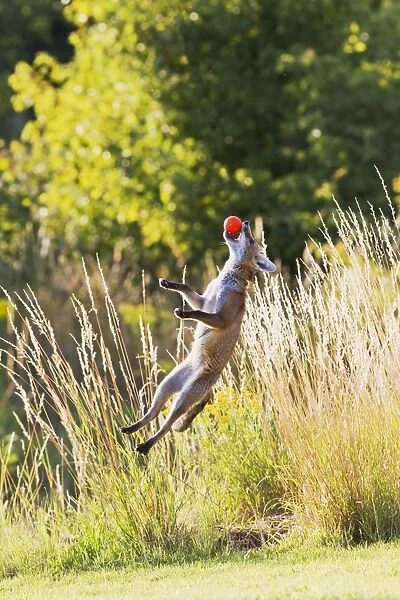 Red Fox - cub jumping for ball - controlled conditions 14309