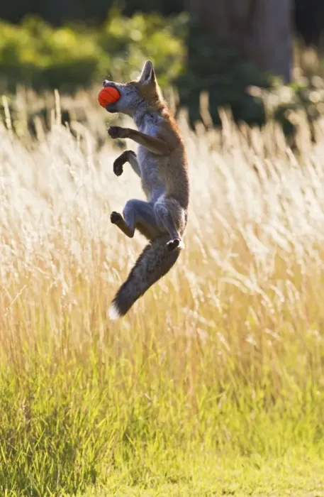 Framed Print : Red Fox - cub jumping for ball - controlled conditions 14303 Framed Print : Red Fox - cub jumping for ball - controlled conditions 14303