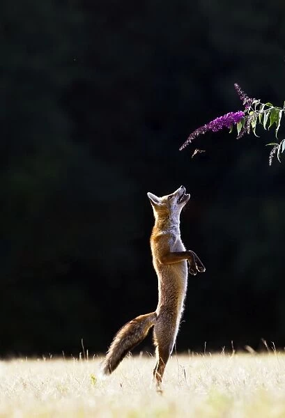 Red Fox - cub jumping for butterfly - controlled conditions 14270