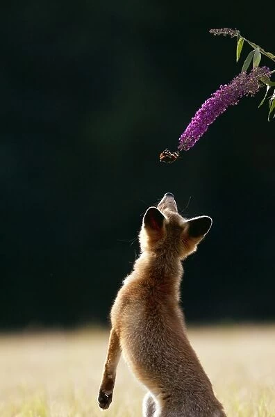 Red Fox - cub jumping for butterfly - controlled conditions 14243