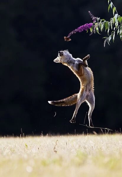 Red Fox - cub jumping for butterfly - controlled conditions 14271
