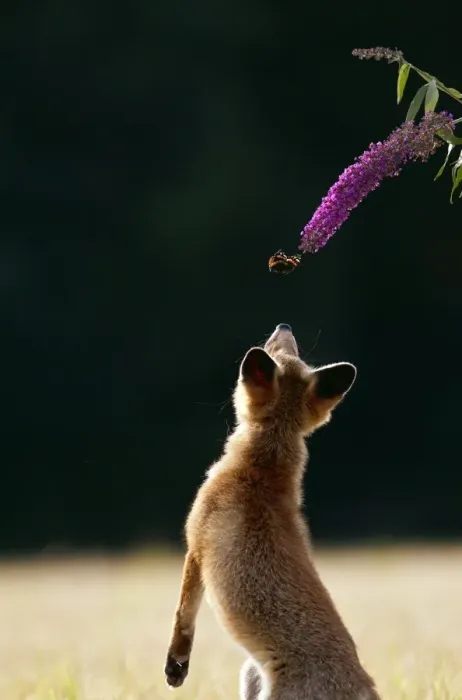 Framed Print : Red Fox - cub jumping for butterfly - controlled conditions 14243 Framed Print : Red Fox - cub jumping for butterfly - controlled conditions 14243