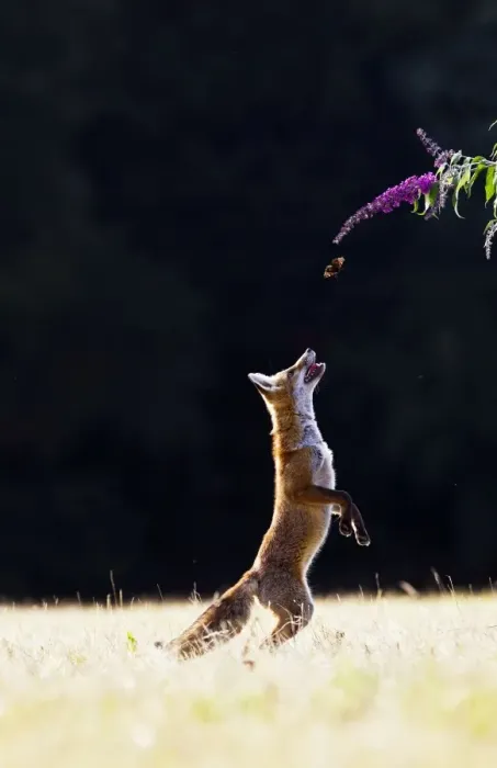 Framed Print : Red Fox - cub jumping for butterfly - controlled conditions 14273 Framed Print : Red Fox - cub jumping for butterfly - controlled conditions 14273