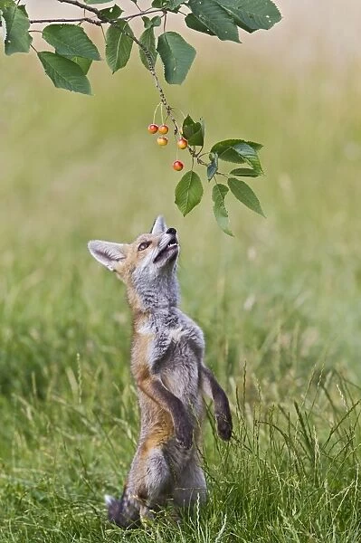 Red Fox - cub jumping to take cherries from tree - controlled conditions 14219