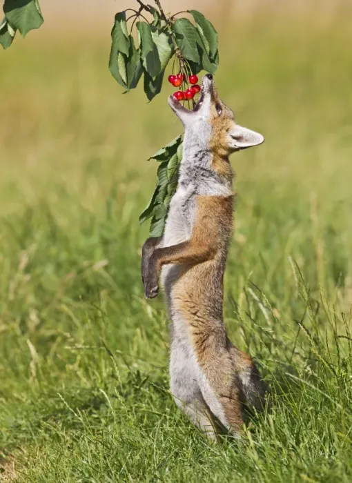 Framed Print : Red Fox - cub jumping to take cherries from tree - controlled conditions 14189 Framed Print : Red Fox - cub jumping to take cherries from tree - controlled conditions 14189